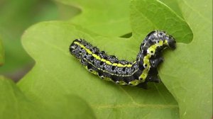 ГУСЕНИЦЫ: Orthosia miniosa (Совка Рыжеватая)