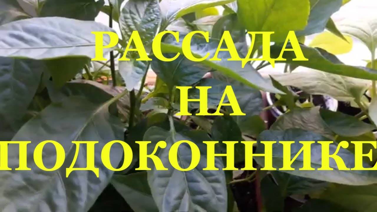 Как вырастить рассаду на подоконнике