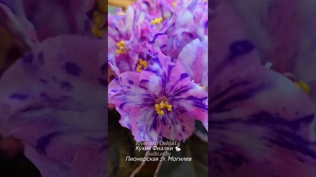 Rivermist OohLaLa-волшебный, уникальный, единственный!