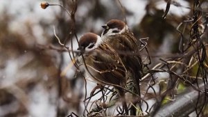 Воробьи насквозь промокли