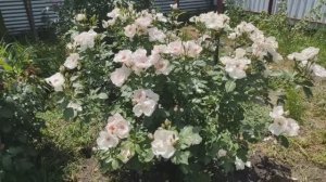 Роза Жаклин дю Пре-одна из лучших роз моего сада❣️❣️❣️Сад манит и удивляет👋👋 Не обижайте меня🙏🏻🙏🏻