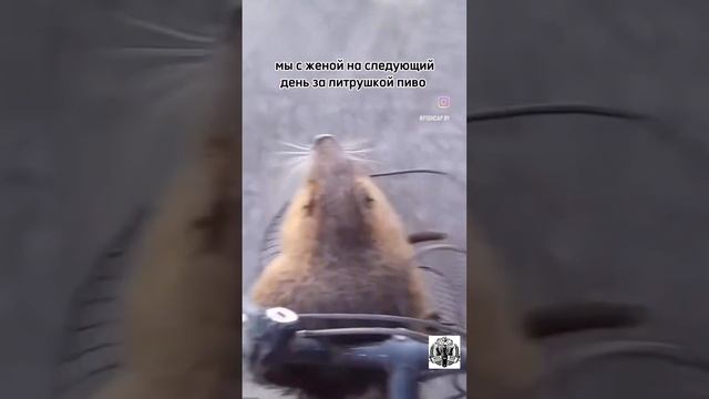 Безлимит на пиво
