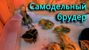 Вылупились перепелята, сделал брудер