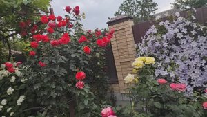 Мои плетистые розы в первую волну получили неоднозначную оценку.