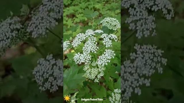 Милая кашка любимица полей и лесов. Саратов.Кумысная поляна . Лето 2024 год