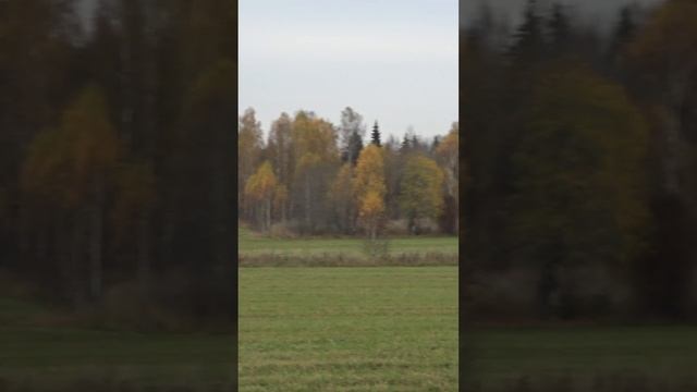 Красота осени #shorts #metaldetecting #поисксметаллоискателем #красотаосени #природароссии