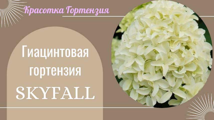 Гортензия метельчатая Скайфолл нормировка