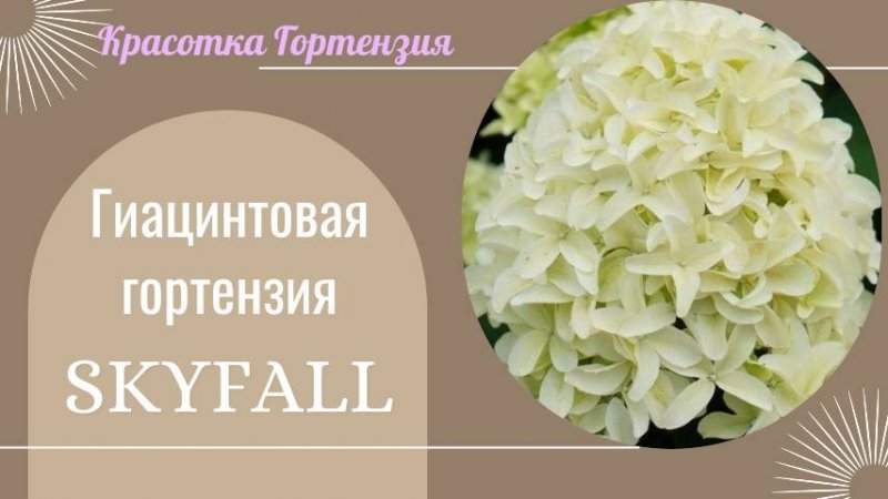Гортензия метельчатая Скайфолл нормировка