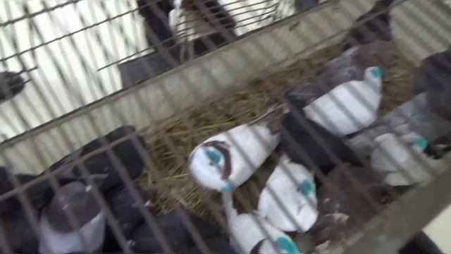 ЯРМАРКА ГОЛУБЕЙ В УФЕ. 23 НОЯБРЯ 2024 г. Часть 2. смотреть онлайн