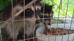 крошки еноты