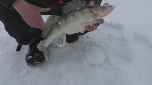 РЫБАЛКА ЗИМОЙ В ДОЖДЬ. БЕРШ НА КИЛОГРАММ - ЭТО ГИГАНТ. ИСПУГАЛСЯ, КОГДА ЕГО УВИДЕЛ