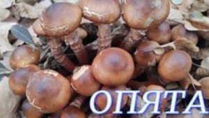 №973/ УДАЧНАЯ тихая ОХОТА  (Опята, Рядовка, Вёшенки, Зонтики)