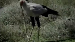 Африканский убийца ядовитых змей. Птица секретарь.