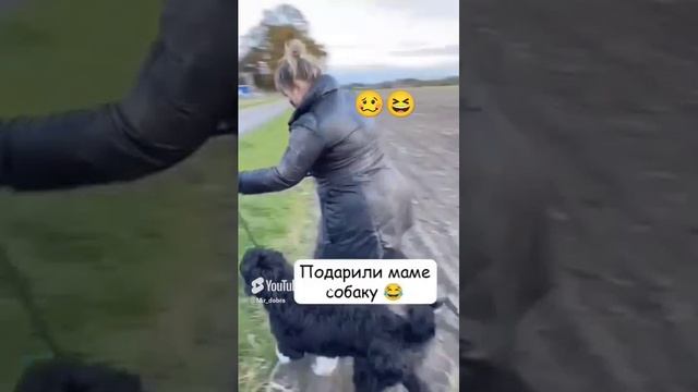 Собака для мамы😆