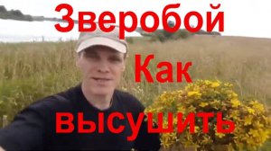 Высушить Зверобой в домашних условиях Как_