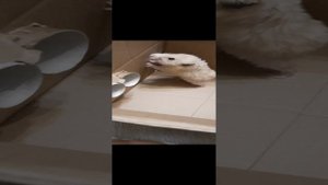 Хомяк Компот в аквапарке