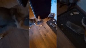 Этого щенка бросили на рельсах, но однажды ему улыбнулась удача..