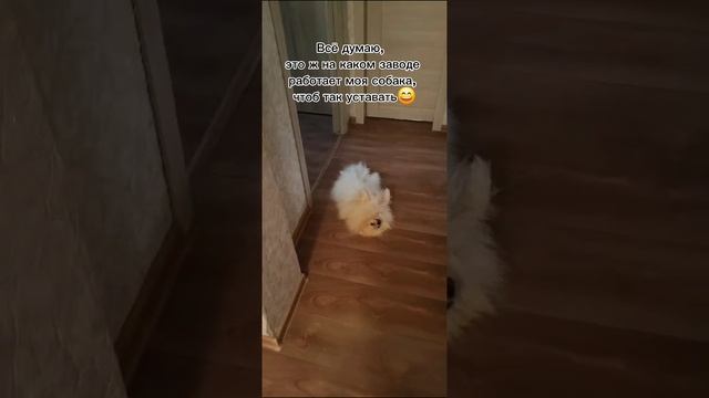 миленький пёсик смотреть онлайн