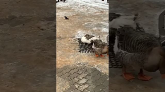 На красных лапках гусь тяжелый 🥰🦆🦢