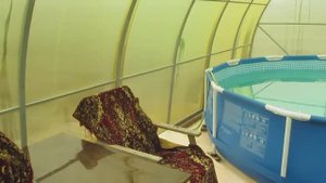 Бассейн в теплице  кресло кровать ковер