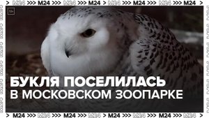 В Московском зоопарке поселилась полярная сова Букля - Москва 24