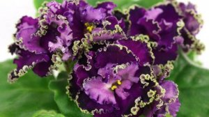 Посадка деток Фиалки на фитиль