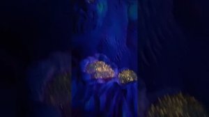 Magic park. Сочи. 17.09.2024
