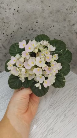 Фиалка Н-Подснежник