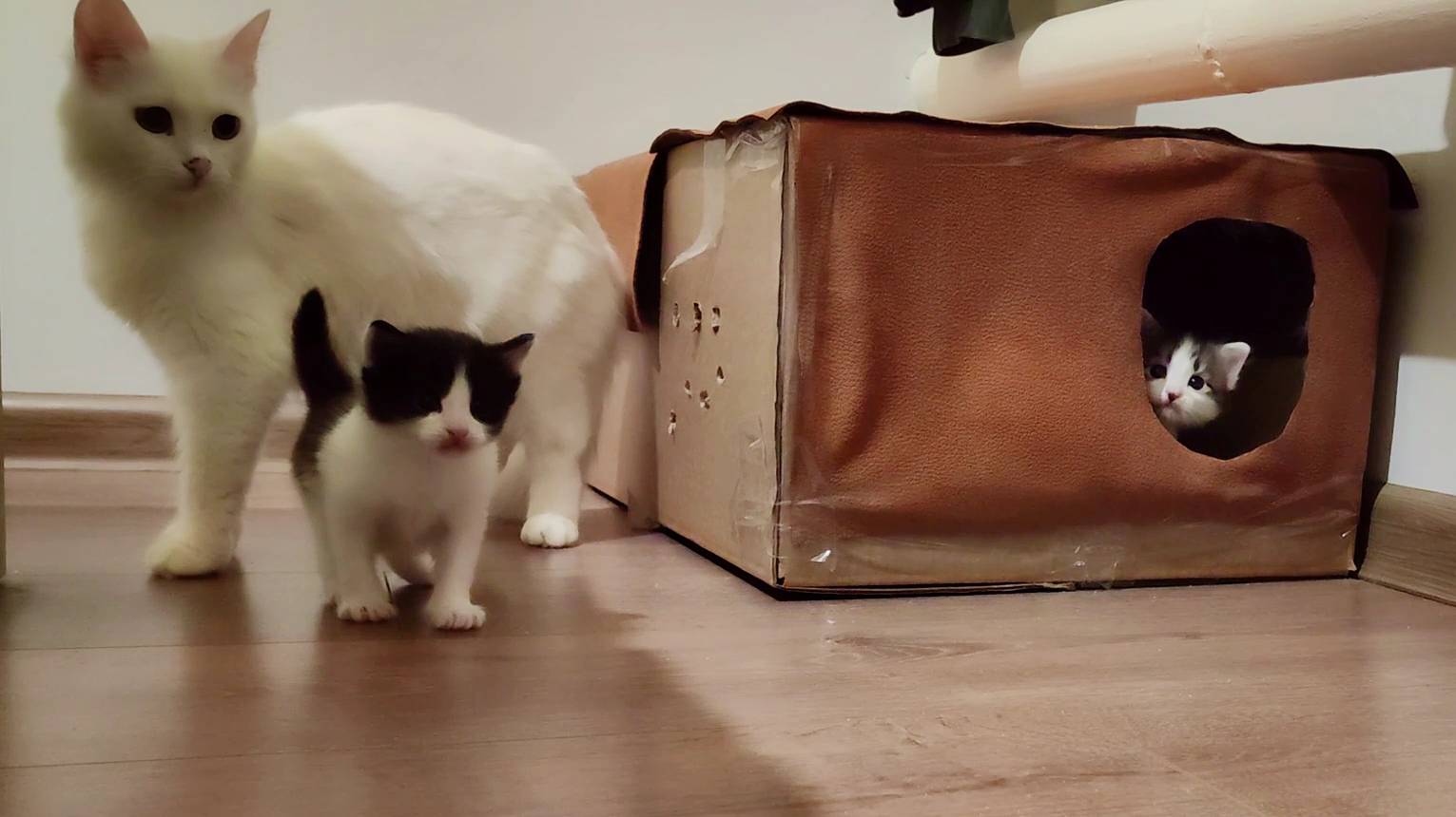 Милые котята зовут свою маму-кошку. Котята мяукают