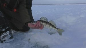 РЫБАЛКА НА СУДАКА, БЕРША В ЯНВАРЕ. БЕРШИ ЖРУТ ТЮЛЬКУ, ГНУТ КИВКИ ВНИЗ. ОПУСТИЛ И СРАЗУ УДАР