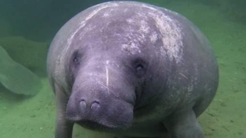 Ламантин-морская корова. Зачатие, беременность, выращивание телёнка. смотреть онлайн