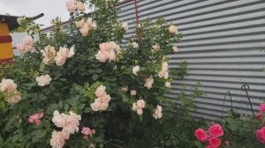 Розы демонстрируют СУПЕР ОБИЛЬНОСТЬ😍😍😍. Подбирайте сорта👋👋👋