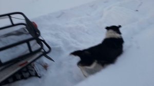 мы с бимом гоняем на снегоходе