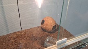 Экзотические животные