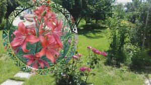Лилия - королева сада