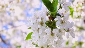 Цветы всего мира, фильм для релаксации, музыка для исцеления и медитации!...