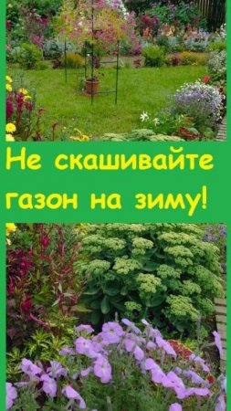 Не скосила газон осенью, И ПРАВИЛЬНО СДЕЛАЛА - во время оттепели он защищен своей травой!