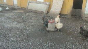 До скольки градусов мороза ❄ можно выгуливать кур 🐔 Ответ на комментарий 💬 🤔