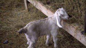 Нубийские козлята и их родители