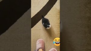 Смешное видео. хорошее настроение