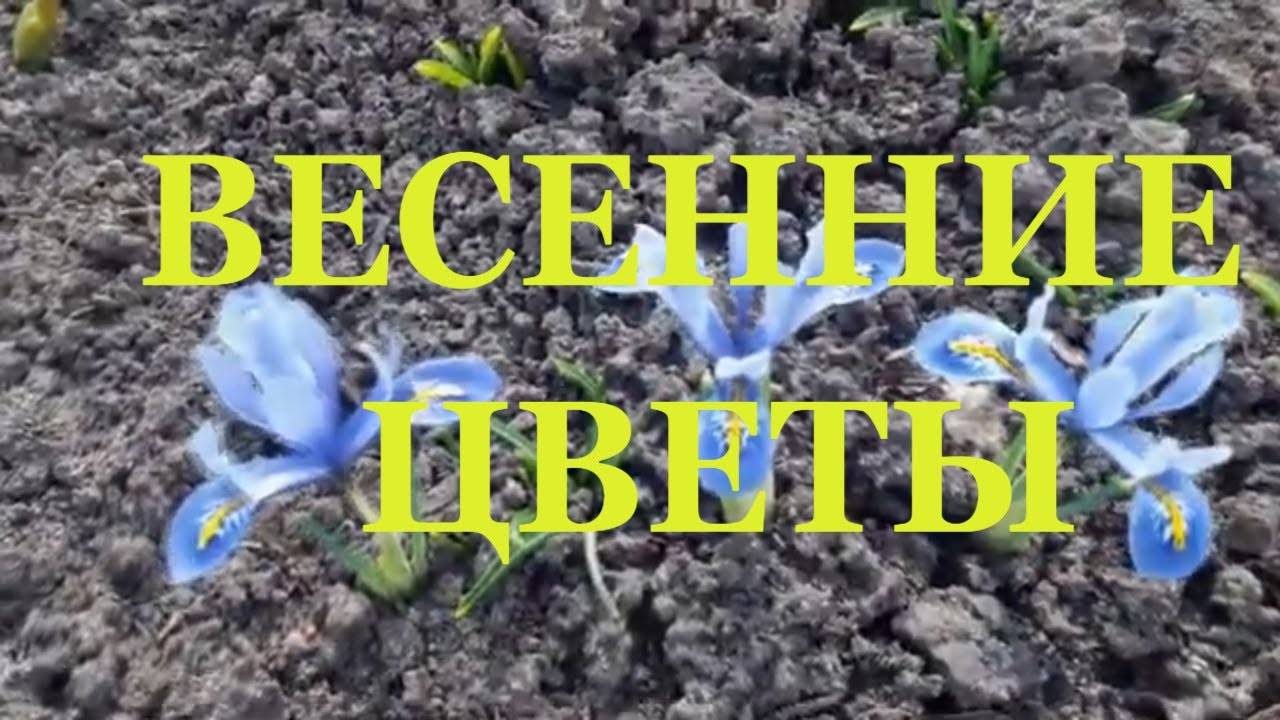 Первые весенние цветы палкино 2021