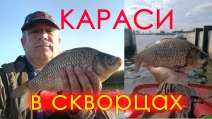 Караси в скворцовых поместьях