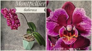 Phal. Montpellier butterfly 🌸 Домашнее цветение ароматной орхидеи бабочки Монпелье | Обзор