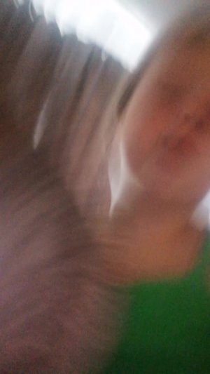 Анемэ котики