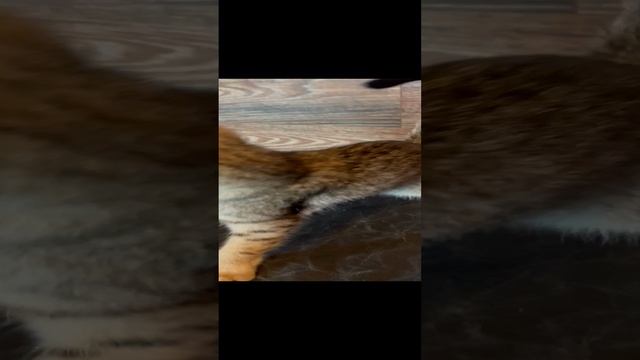 Чаузи Ф2 девочка