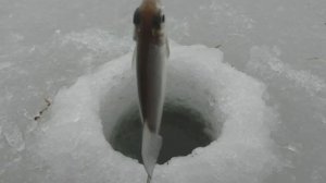 ЛОВЛЯ ГУСТЕРЫ НА ПОКАТОК НА СИЛЬНОМ ТЕЧЕНИИ. ОПУСТИЛ ШАРИК В ЛУНКУ ..