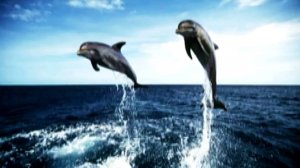 Морская жизнь