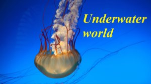 Подводный мир 4K (Underwater world) - Расслабляющее видео со спокойной музыкой