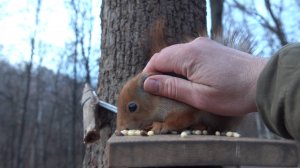 Милая маленькая белка. Короткая зарисовка