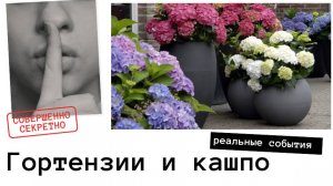 Обзор сортов гортензий для выращивания в кашпо